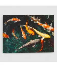 Carpe Koi