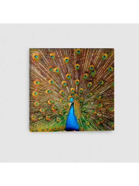 Pavone - Quadro su tela - Quadrato