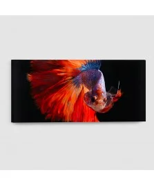 Pesce Combattente - Quadro su tela - Rettangolare