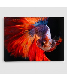 Pesce Combattente - Quadro su tela con orologio - Rettangolare