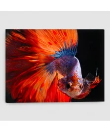 Pesce Combattente - Quadro su tela con orologio - Rettangolare
