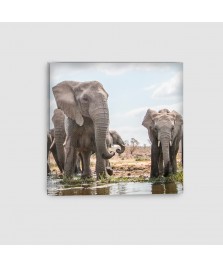 Elefante Africano - Quadro su tela - Quadrato
