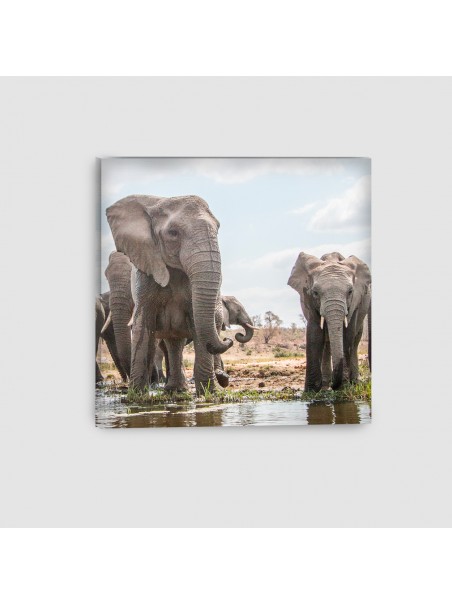 Elefante Africano - Quadro su tela - Quadrato