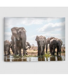 Elefante Africano - Quadro su tela - Rettangolare