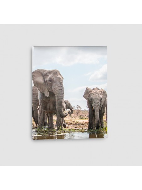 Elefante Africano - Quadro su tela - Verticale