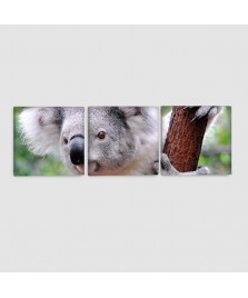 Koala - Quadro su tela - 3 Pannelli