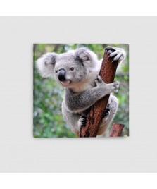 Koala - Quadro su tela - Quadrato