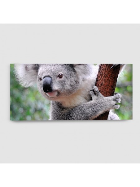 Koala - Quadro su tela - Rettangolare