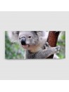 Koala - Quadro su tela - Rettangolare