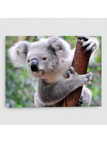 Koala - Quadro su tela - Rettangolare