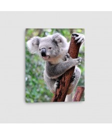 Koala - Quadro su tela - Verticale