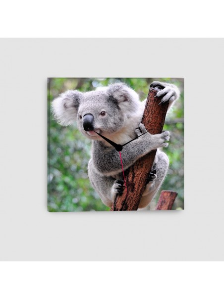 Koala - Quadro su tela - Quadrato con orologio