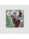 Koala - Quadro su tela - Quadrato con orologio
