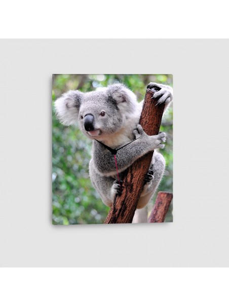 Koala - Quadro su tela con orologio - Verticale