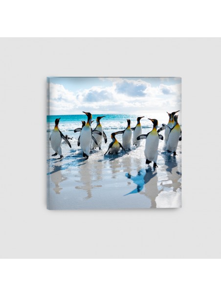 Pinguini - Quadro su tela - Quadrato