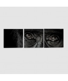 Scimmia - Quadro su tela - 3 Pannelli