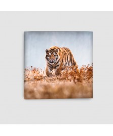 Tigre - Quadro su tela - Quadrato