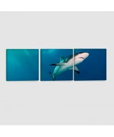 Squalo Bianco - Quadro su tela - 3 Pannelli