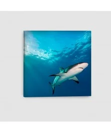 Squalo Bianco - Quadro su tela - Quadrato